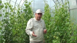 ПОЛИВ И ПОДКОРМКА ВИНОГРАДА С ВЕСНЫ ДО ОСЕНИ, ЧТОБЫ ВИНОГРАД БЫЛ КРУПНЫЙ, СЛАДКИЙ. СЕВЕРНЫЙ ВИНОГРА