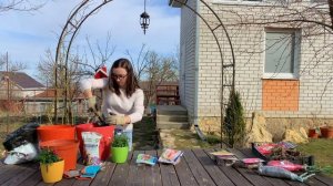 Посадка ПОПУГАЙНЫХ ТЮЛЬПАНОВ В КАШПО. Обзор розы Princess Margareta и Rosarium Uetersen.