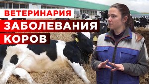 Заболевания коров | Вакцинация и болезни коров | Животноводство