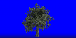 Бесплатный Футаж Дуб Растёт - Анимация Роста Дерева Хромакей
