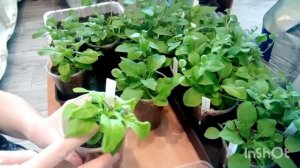 Петуния F1 Тайдал Вейв Ред Велюр. Формируем, размножаем.