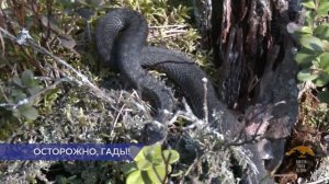 Период размножения змей начался в Нижегородской области
