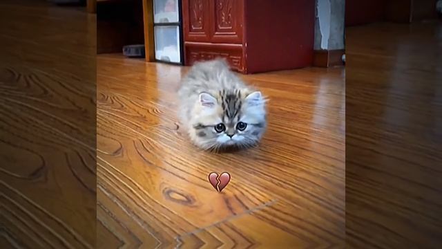 СМОТРИ И СМЕЙСЯ смотреть онлайн