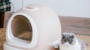 Выбор туалета для кошки: руководство к действию