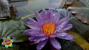 Нимфея Purple Cup (Фиолетовая чаша) кувшинка, waterlily, водные растения, пруд