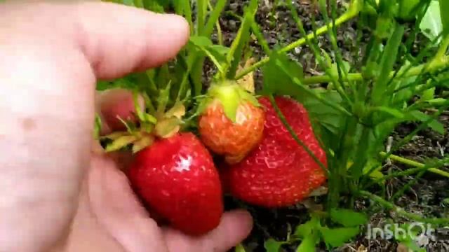 Обзор ягод сорта Адмирал. смотреть онлайн