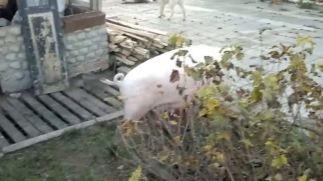 Загон свиньи (часть 1) смотреть онлайн