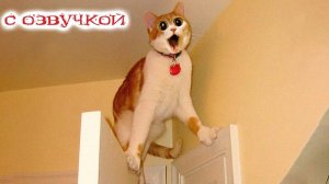 ПРИКОЛЫ С КОТАМИ - С ОЗВУЧКОЙ - Самые Смешные Животные - Смешное видео с котами!