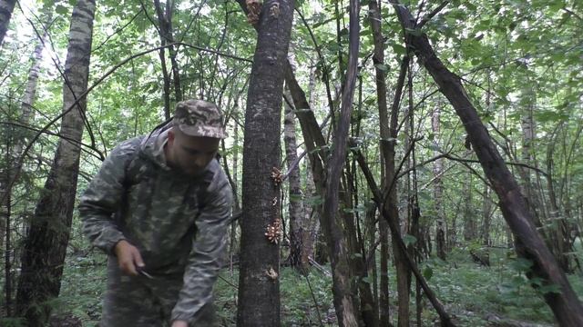 Осенние опята летом! Массовый сбор и готовка на природе.