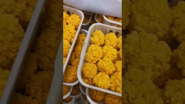 Tremella Auran bagging production