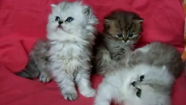 Персидская шиншилла котята youtube