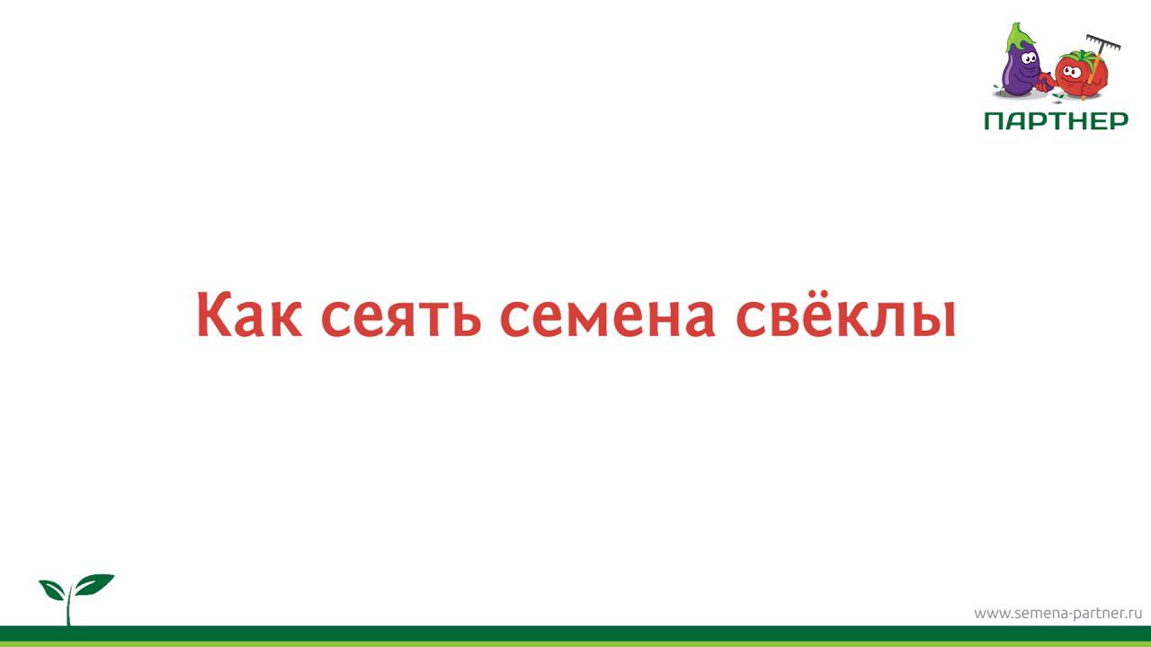Как сеять семена свёклы