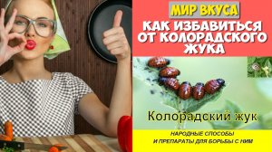 КАК ИЗБАВИТЬСЯ ОТ КОЛОРАДСКОГО ЖУКА! НАРОДНЫЕ СПОСОБЫ и химические ПРЕПАРАТЫ ДЛЯ БОРЬБЫ С НИМ.