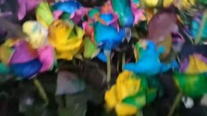 Крашенная роза в Эквадоре.