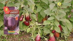 Баклажан Бомбовоз – ОТЛИЧНЫЙ ВКУС