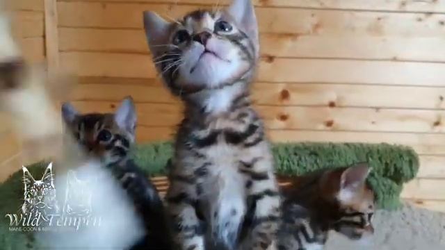 Бенгальские котята 6 недель