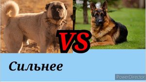 КАНГАЛ VS НЕМЕЦКАЯ ОВЧАРКА