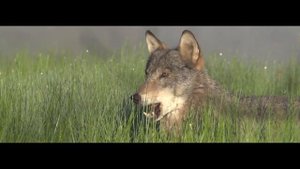 Волк. Славянская музыка - Славянская жалейка.