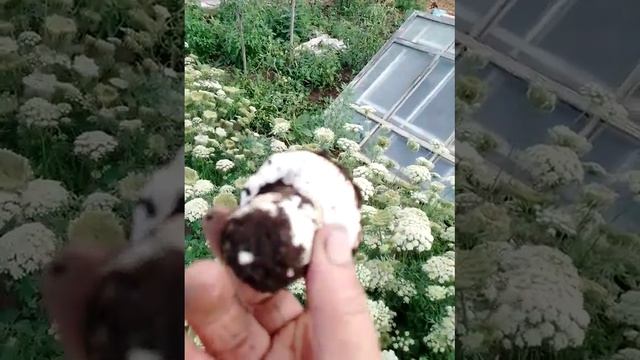 У меня растут грибы ? в огороде ?? смотреть онлайн