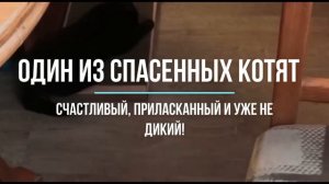 Как поймать дикую кошку? Ловим сетью диких котят на даче!