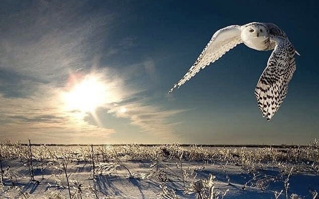 Стих Тютчева пойдёт в гротеск