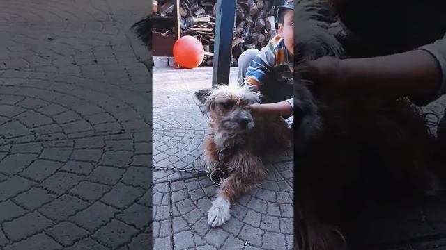 Знакомство с семейством собак???? смотреть онлайн