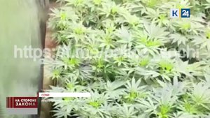 Домашняя наркооранжерея: житель Сочи выращивал коноплю в шкафу