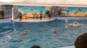 Сочинский дельфинарий «Ривьера»