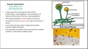 Mucor #botanywithyoutube #botany #english #music