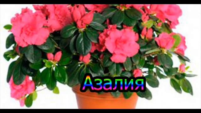 Редкие Комнатные растения с названиями Vlog