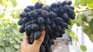 Виноград Наталі, 25.08.2021