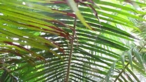 Teddy Bear Palm - Dypsis leptochelios, A Beauty from Madagascar.