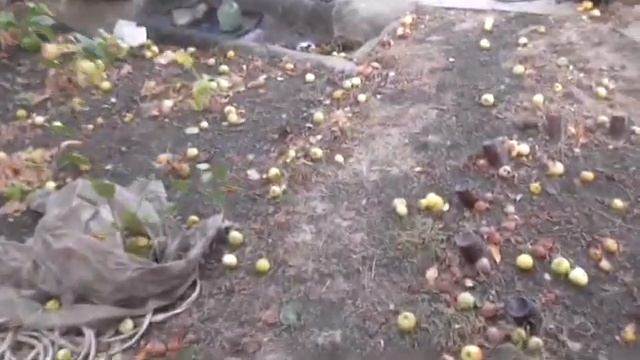 Pro КОМПОСТ КОМПОСТНЫЙ ЯЩИК и препарат Байкал ЭМ1 смотреть онлайн