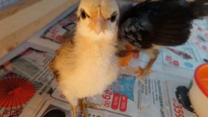 Красивые куры: породы Феникс и Голландская белохохлая