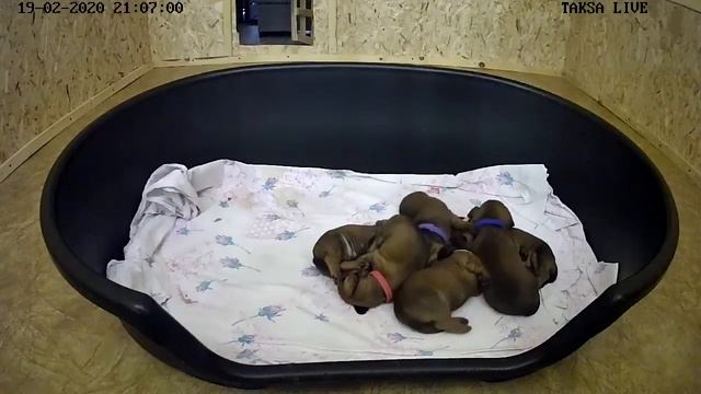 Я Такса Щенки таксы онлайн ? Dachshund puppies online смотреть онлайн