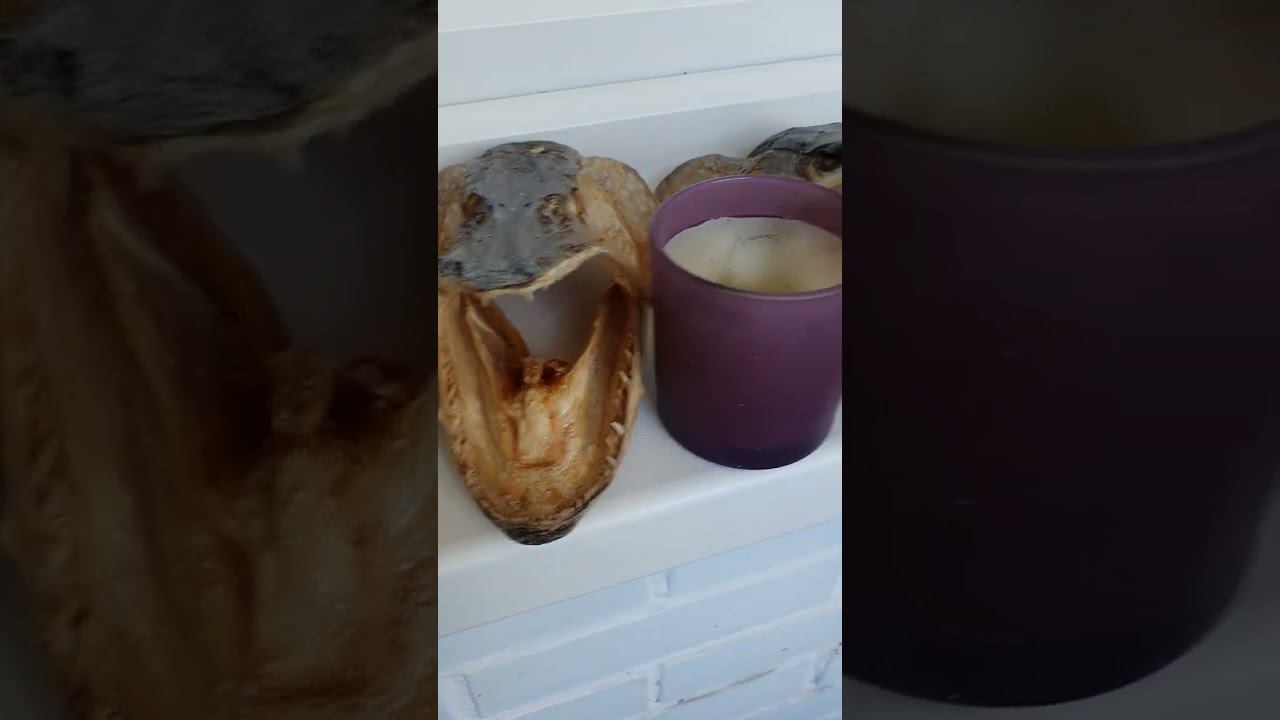 Хор имени Курганского! #щукинскоеучилище #рыба #щука #хорщук #рыбак #рыбаккурганский #рыбалка смотреть онлайн