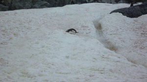 Пингвины В Антарктиде