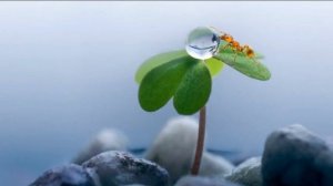 Этот чарующий макромир