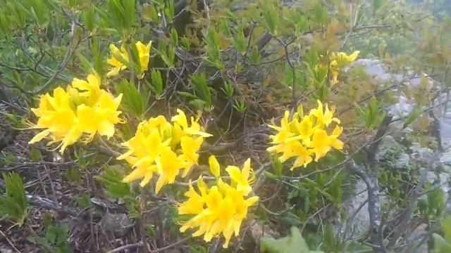 Рододендроны Бештау смотреть онлайн