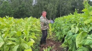 Уборка табака продолжается. Увеличили междурядья. Погода диктует нам условия. Наша жизнь в деревне.