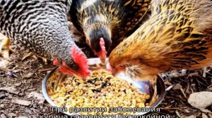 Курица хромает на одну ногу: что делать?