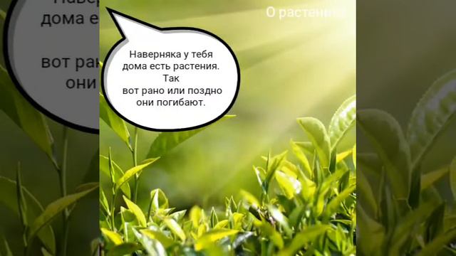 Канал "О растениях" смотреть онлайн