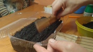 ЭХИНАЦЕЯ ПОСЕВ СЕМЯН НА РАССАДУ.