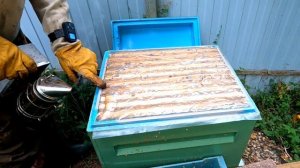 Подготовка к откачке мёда. Установка пчелоудалителей. Ревизия отводков.