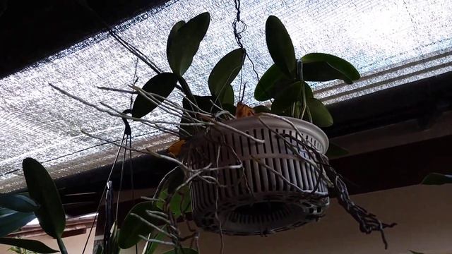 TOUR DE ATUALIZAÇÃO DAS CATTLEYAS. смотреть онлайн