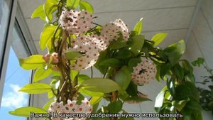 Хойя карноза — уход в домашних условиях