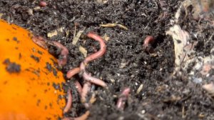 Red wigglers moving in #redwigglers #wormcomposting #vermicompost