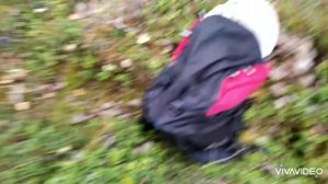 Сбор ягод в Карелии. День 69. Брусника.