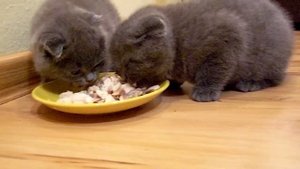 Вислоухие котята кушают