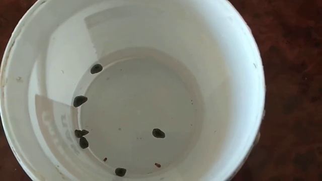 Очистка желчного пузыря и печени. смотреть онлайн